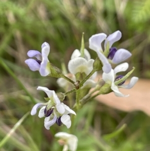 Glycine clandestina at Mount Clear, ACT - 28 Jan 2022