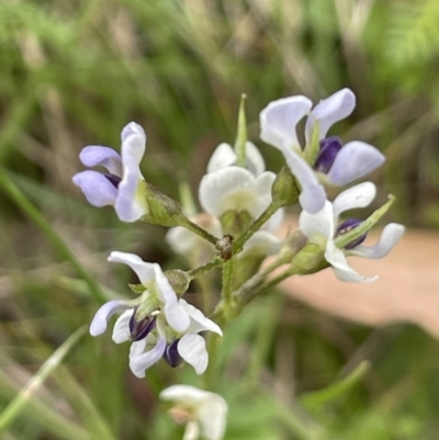 Glycine clandestina (Twining Glycine) at Namadgi National Park - 28 Jan 2022 by JaneR