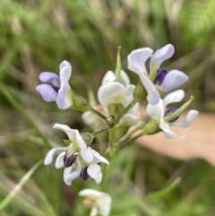 Glycine clandestina (Twining glycine) at Mount Clear, ACT - 28 Jan 2022 by JaneR