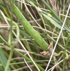 Glycine clandestina at Mount Clear, ACT - 28 Jan 2022