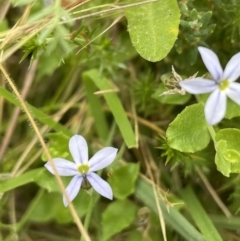 Lobelia pedunculata (Matted Pratia) at Namadgi National Park - 28 Jan 2022 by JaneR