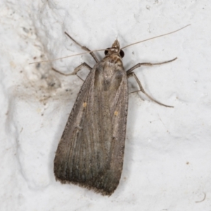 Lygephila fallax at Melba, ACT - 9 Nov 2021 08:03 PM