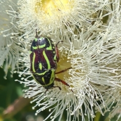 Eupoecila australasiae (Fiddler Beetle) at National Arboretum Forests - 27 Jan 2022 by galah681