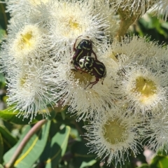 Eupoecila australasiae at Molonglo Valley, ACT - 27 Jan 2022