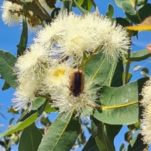 Chondropyga dorsalis at Molonglo Valley, ACT - 27 Jan 2022