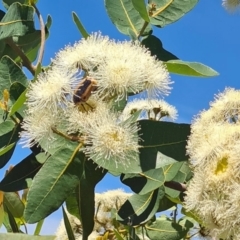 Chondropyga dorsalis at Molonglo Valley, ACT - 27 Jan 2022