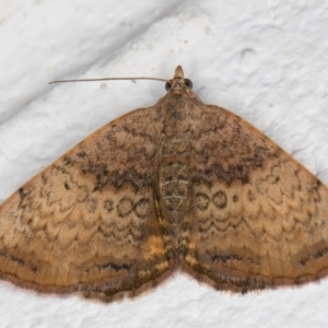 Chrysolarentia mecynata at Melba, ACT - 9 Nov 2021