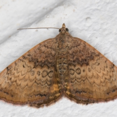 Chrysolarentia mecynata (Mecynata Carpet Moth) at Melba, ACT - 9 Nov 2021 by kasiaaus