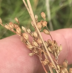 Juncus subsecundus (Finger Rush) at GG38 - 28 Jan 2022 by Tapirlord