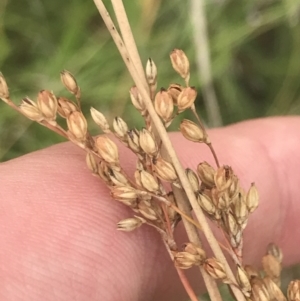 Juncus subsecundus at Deakin, ACT - 29 Jan 2022