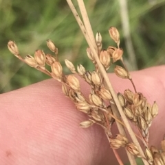 Juncus subsecundus at Deakin, ACT - 29 Jan 2022