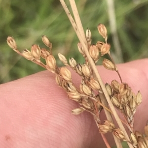 Juncus subsecundus at Deakin, ACT - 29 Jan 2022 10:17 AM