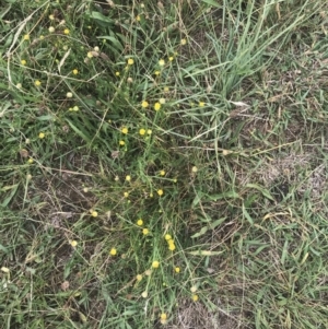 Calotis lappulacea at Deakin, ACT - 29 Jan 2022 10:20 AM