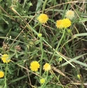 Calotis lappulacea at Deakin, ACT - 29 Jan 2022