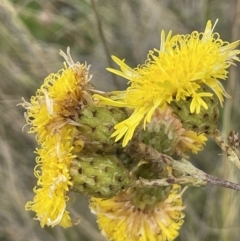 Podolepis jaceoides (Showy Copper-wire Daisy) at Namadgi National Park - 28 Jan 2022 by JaneR