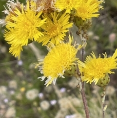 Podolepis jaceoides at Mount Clear, ACT - 28 Jan 2022