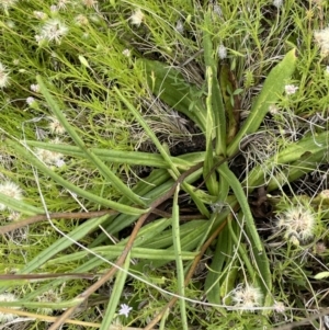 Podolepis jaceoides at Mount Clear, ACT - 28 Jan 2022