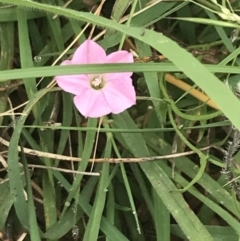 Convolvulus angustissimus subsp. angustissimus (Australian Bindweed) at Deakin, ACT - 29 Jan 2022 by Tapirlord