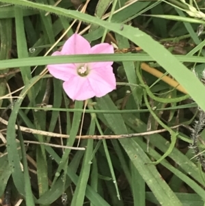 Convolvulus angustissimus subsp. angustissimus at Deakin, ACT - 29 Jan 2022 10:20 AM