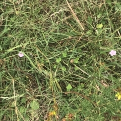 Convolvulus angustissimus subsp. angustissimus at Deakin, ACT - 29 Jan 2022