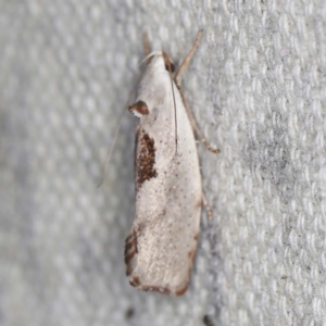 Tymbophora peltastis at O'Connor, ACT - 23 Jan 2022