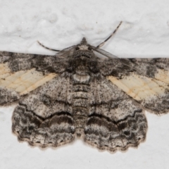 Cleora (genus) (A Looper Moth) at Melba, ACT - 9 Nov 2021 by kasiaaus
