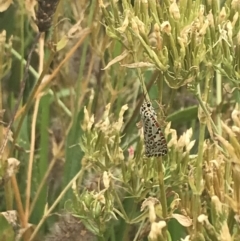 Utetheisa pulchelloides (Heliotrope Moth) at Red Hill Nature Reserve - 28 Jan 2022 by Tapirlord