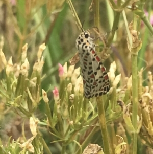 Utetheisa pulchelloides at Deakin, ACT - 29 Jan 2022 10:23 AM