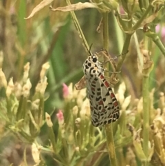 Utetheisa pulchelloides at Deakin, ACT - 29 Jan 2022