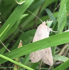 Mythimna (Pseudaletia) convecta (Common Armyworm) at Red Hill Nature Reserve - 28 Jan 2022 by Tapirlord