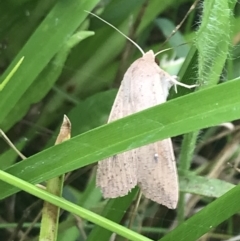 Mythimna (Pseudaletia) convecta at Deakin, ACT - 29 Jan 2022 10:31 AM