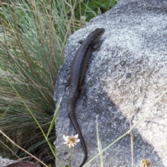 Liopholis montana (Mountain Skink, Tan-backed Skink) at Namadgi National Park - 27 Jan 2022 by RAllen