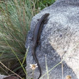 Liopholis montana at Cotter River, ACT - 27 Jan 2022