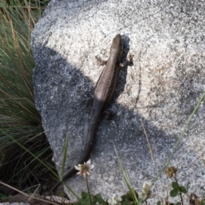 Liopholis montana at Cotter River, ACT - 27 Jan 2022