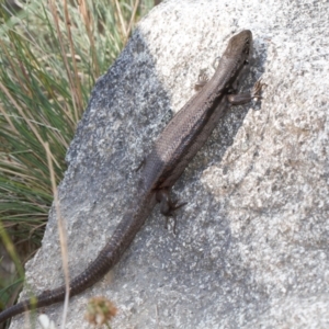 Liopholis montana at Cotter River, ACT - 27 Jan 2022