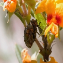 Diphucrania sp. (genus) (Jewel Beetle) at Cotter River, ACT - 27 Jan 2022 by RAllen