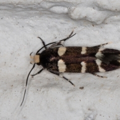 Limnaecia chionospila (Cosmopterigid) at Melba, ACT - 9 Nov 2021 by kasiaaus