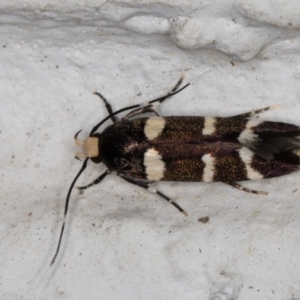 Limnaecia chionospila at Melba, ACT - 10 Nov 2021