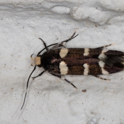 Limnaecia chionospila (Cosmopterigid) at Melba, ACT - 9 Nov 2021 by kasiaaus