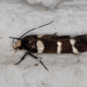 Limnaecia chionospila at Melba, ACT - 10 Nov 2021