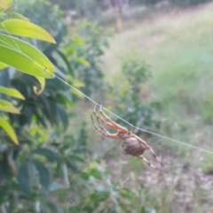 Araneinae (subfamily) at Goulburn, NSW - 27 Jan 2022