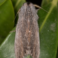 Destolmia lineata at Melba, ACT - 9 Nov 2021 11:57 PM