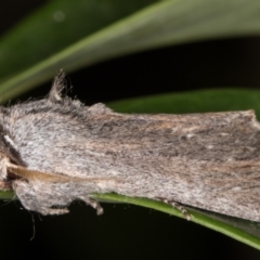 Destolmia lineata at Melba, ACT - 9 Nov 2021 11:57 PM