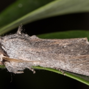 Destolmia lineata at Melba, ACT - 9 Nov 2021 11:57 PM