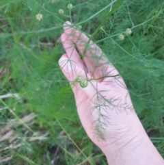 Asparagus officinalis (Asparagus) at Goulburn, NSW - 27 Jan 2022 by Rixon