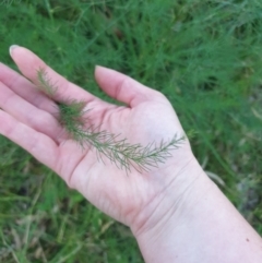 Asparagus officinalis at Goulburn, NSW - 27 Jan 2022