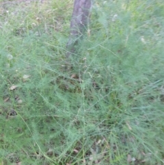 Asparagus officinalis at Goulburn, NSW - 27 Jan 2022