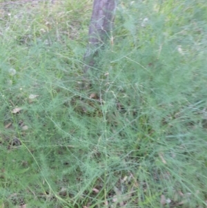 Asparagus officinalis at Goulburn, NSW - 27 Jan 2022