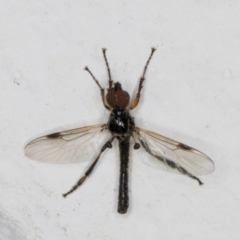Unidentified True fly (Diptera) (TBC) at Melba, ACT - 9 Nov 2021 by kasiaaus