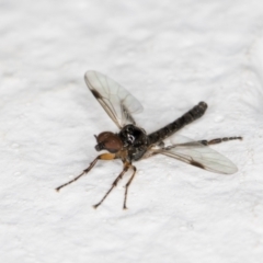 Dilophus sp. (genus) at Melba, ACT - 10 Nov 2021 12:01 AM